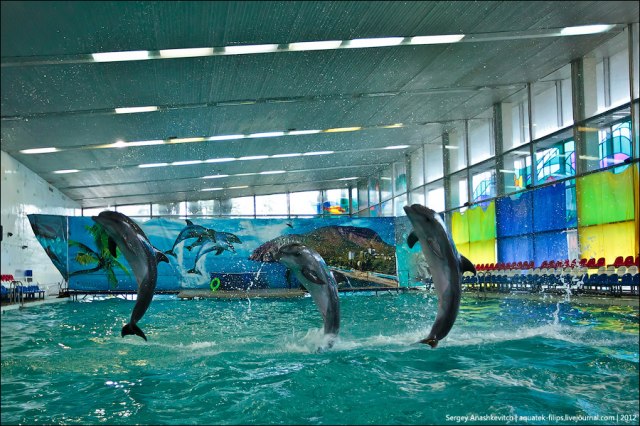 Дельфины-фотомодели (17 фото + 1 видео)